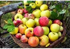 سیب؛ میوه بهشتی برای افرادی با کلسترول بالا