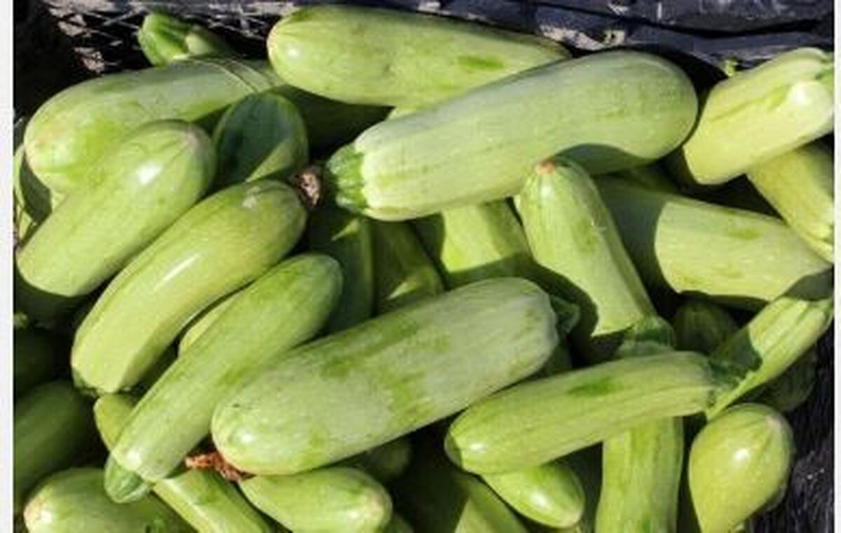 رفع یبوست و نفخ با کدو سبز/کم کالری و مفید!