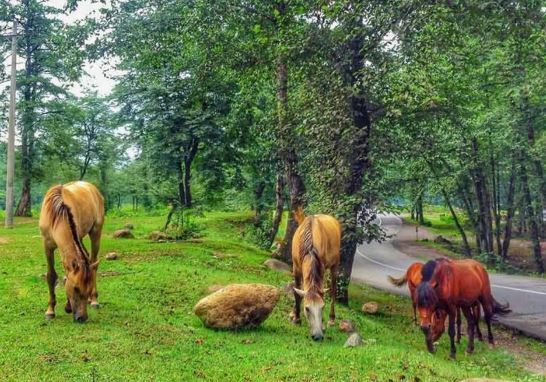 ییلاق آغوزحال مقصدی رؤیایی برای یک سفر تابستانه