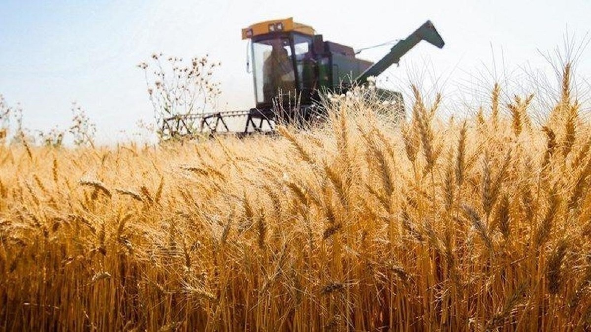 کاهش ۲۵ درصدی خرید تضمینی گندم نسبت به سال قبل