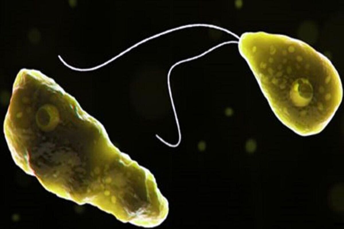 دانشمندان دریافتند که آمیب‌های مهاجم از آسیا، بنادر سوئد را آلوده کرده‌اند