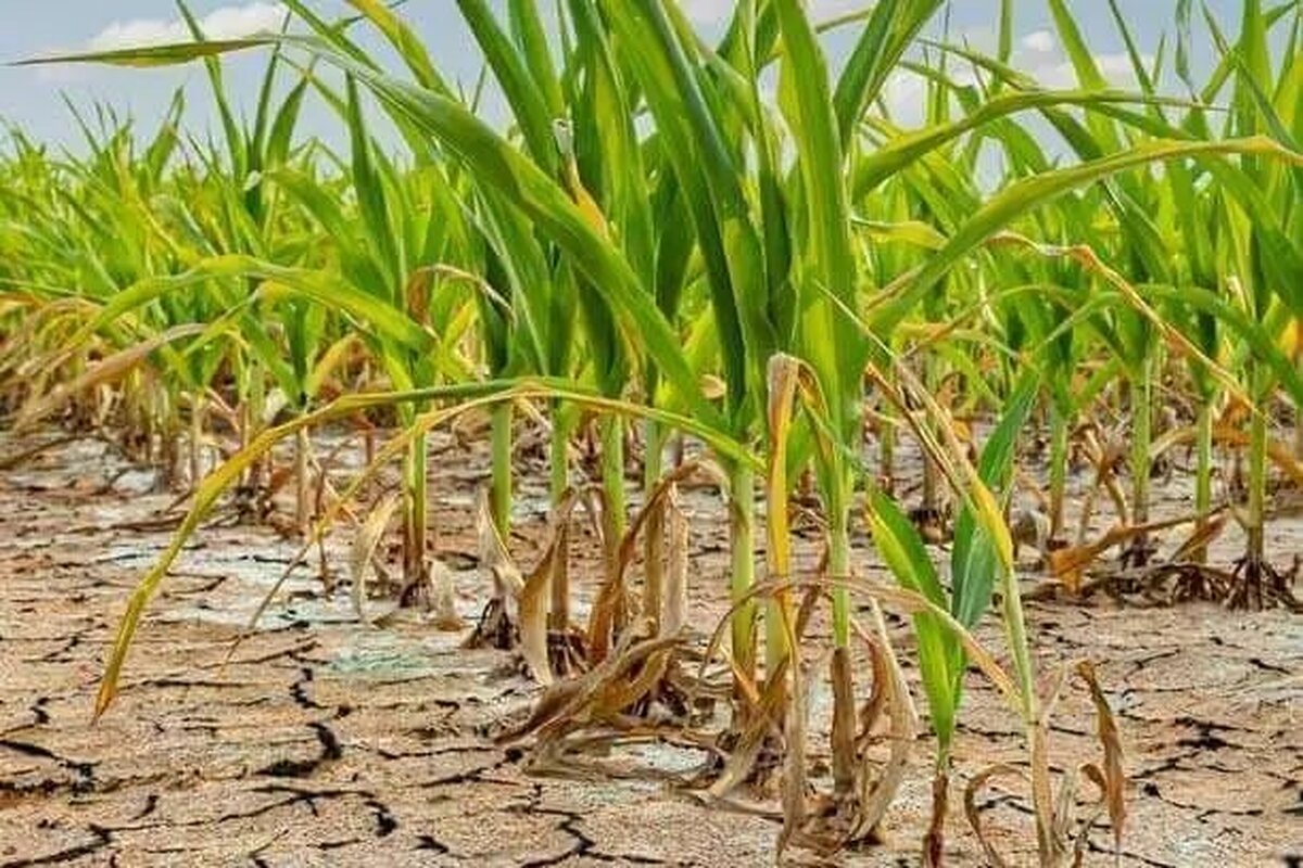 کاهش ۶۰ درصدی سطح زیر کشت، ثمره تلخ خشکسالی و قطعی برق در گلستان
