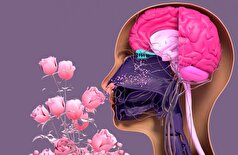 کره جنوبی دستگاهی برای تقویت حس بویایی با استفاده از امواج رادیویی توسعه می‌دهد