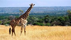 شناسایی چهار گونه متفاوت زرافه!