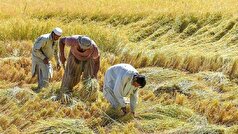 کشاورزی معیشت اصلی مردم افغانستان در بحران