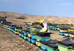 توزیع ۱۲۰ کندوی مدرن بین زنبورداران بوشهری برای افزایش بهره‌وری
