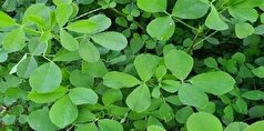 به کمک عرق این گیاه کلسترول بد خون را مدیریت کنید