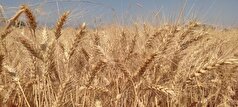 خرید گندم در آذربایجان شرقی از مرز ۱۵۲ هزار تن گذشت