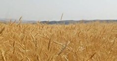 تنها راه افزایش بهره‌وری کشاورزی افزایش عملکرد در سطح است
