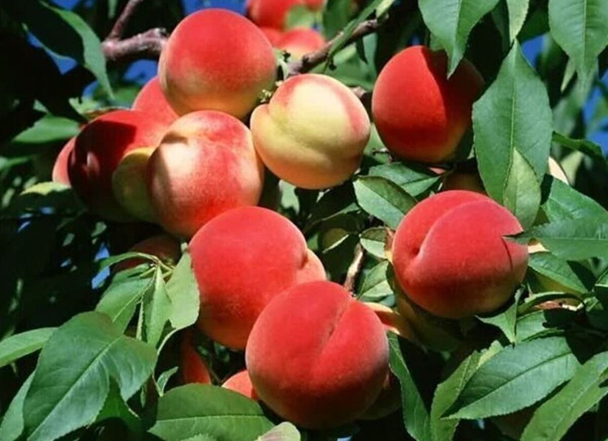با خواص درمانی و ویژه این میوه پر طرفدار تابستانی بیشتر آشنا شوید