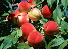 با خواص درمانی و ویژه این میوه پر طرفدار تابستانی بیشتر آشنا شوید