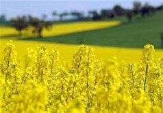 افزایش ۶۰ درصدی سطح زیرکشت و خرید کلزا در مازندران