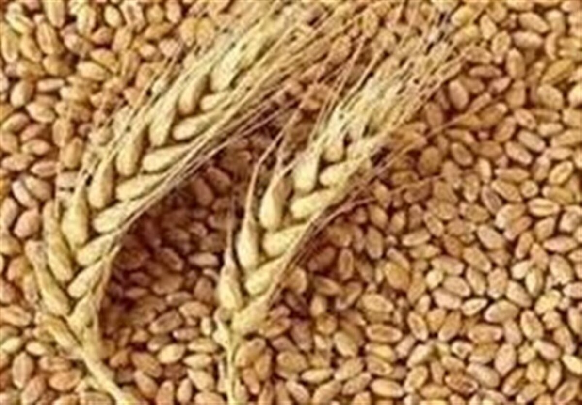 خرید تضمینی ۴۷۵۰۰ تن گندم از کشاورزان خراسان شمالی