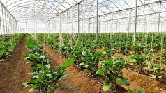 واگذاری ۳۴۶ هکتار زمین برای احداث بزرگترین مجتمع گلخانه‌ای کشور در مغان