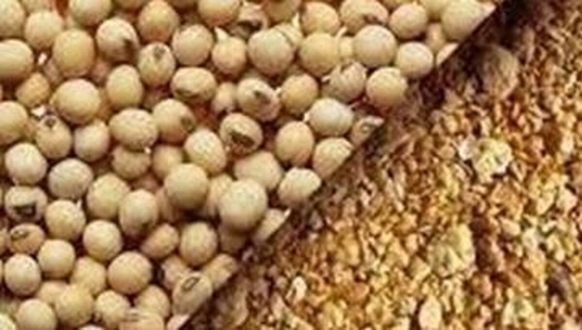 نظارت دامپزشکی بر فرآوری کنجاله سویا در بندر چابهار