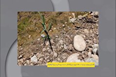 آغاز فیلمبرداری مستند «روی مرز بقا»