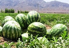 نقش هندوانه در مصرف آب کشور چقدر است؟