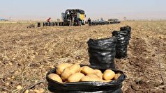 برداشت زودهنگام سیب‌زمینی از مزارع اردبیل به منظور ایجاد تعادل در بازار