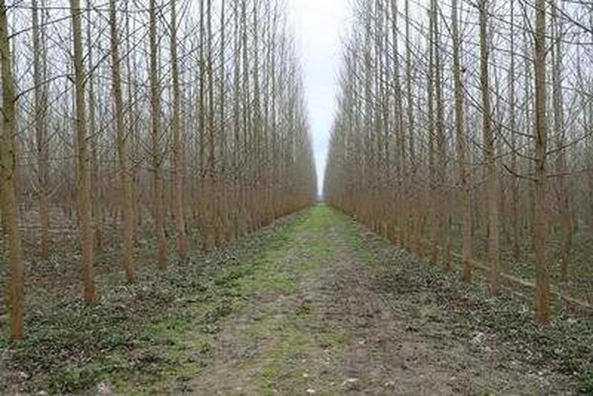 گیلان، رتبه نخست تولید چوب در کشور را دارد/ تولید سالانه ۵۰۰ هزار مترمکعب چوب در گیلان