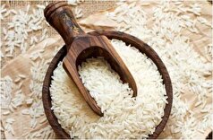 برداشت برنج شمال و افزایش عرضه آن