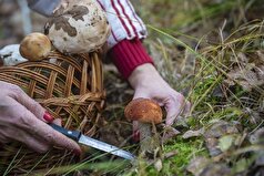 به جمع‌کنندگان قارچ قوانین اساسی 