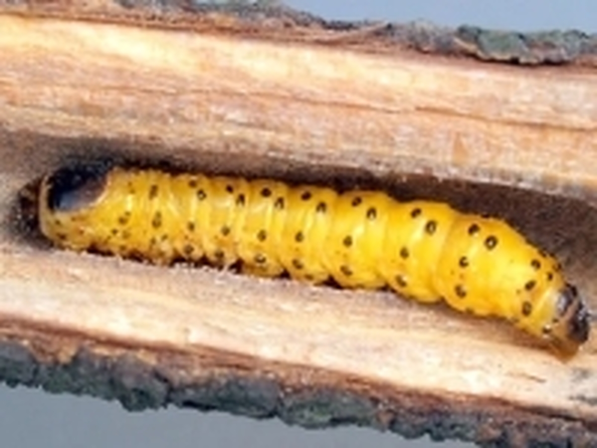 کرم‌ها با خوردن لجن فاضلاب به محیط زیست کمک می‌کنند