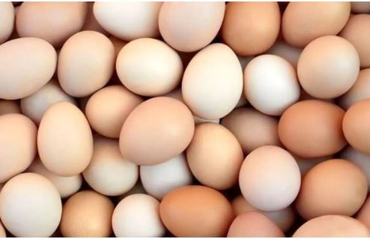 مصرف منظم تخم‌مرغ شما را از ابتلا به آلزایمر نجات می‌دهد