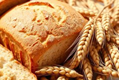 افزایش ریزمغذی‌های گندم با یک قارچ خاص!