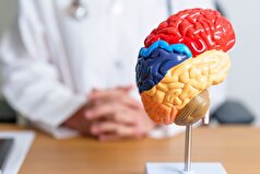 مشخص شده است که مغز ما چگونه به خستگی ذهنی واکنش نشان می‌دهد