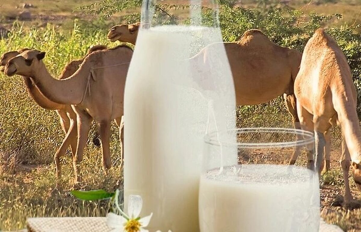 شیر شتر مفید‌تر است یا شیر گاو؟