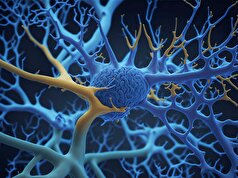 Nature Neuroscience: سلول‌های کمکی مغز ممکن است آلزایمر را تقویت کنند
