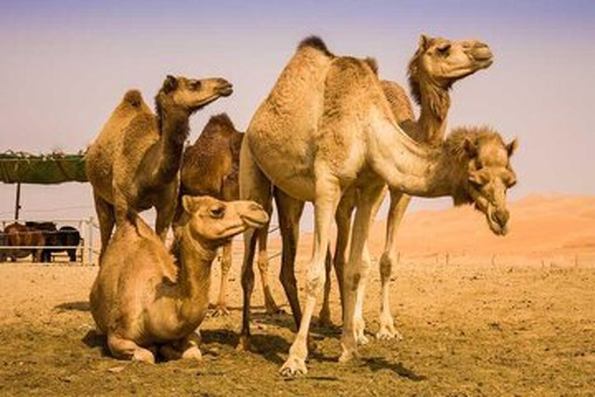 شیر شتر در مقایسه با شیر گاو چه تفاوتی دارد؟