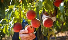 آغاز برداشت ۲۵۰ تُن هلو از باغات بخش سیوان ایلام