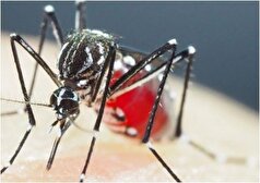 جدیدترین آمار اعلام شده از مبتلایان به تب دنگی در هرمزگان