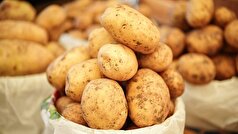 روسیه واردات سیب زمینی از گرجستان را متوقف کرد