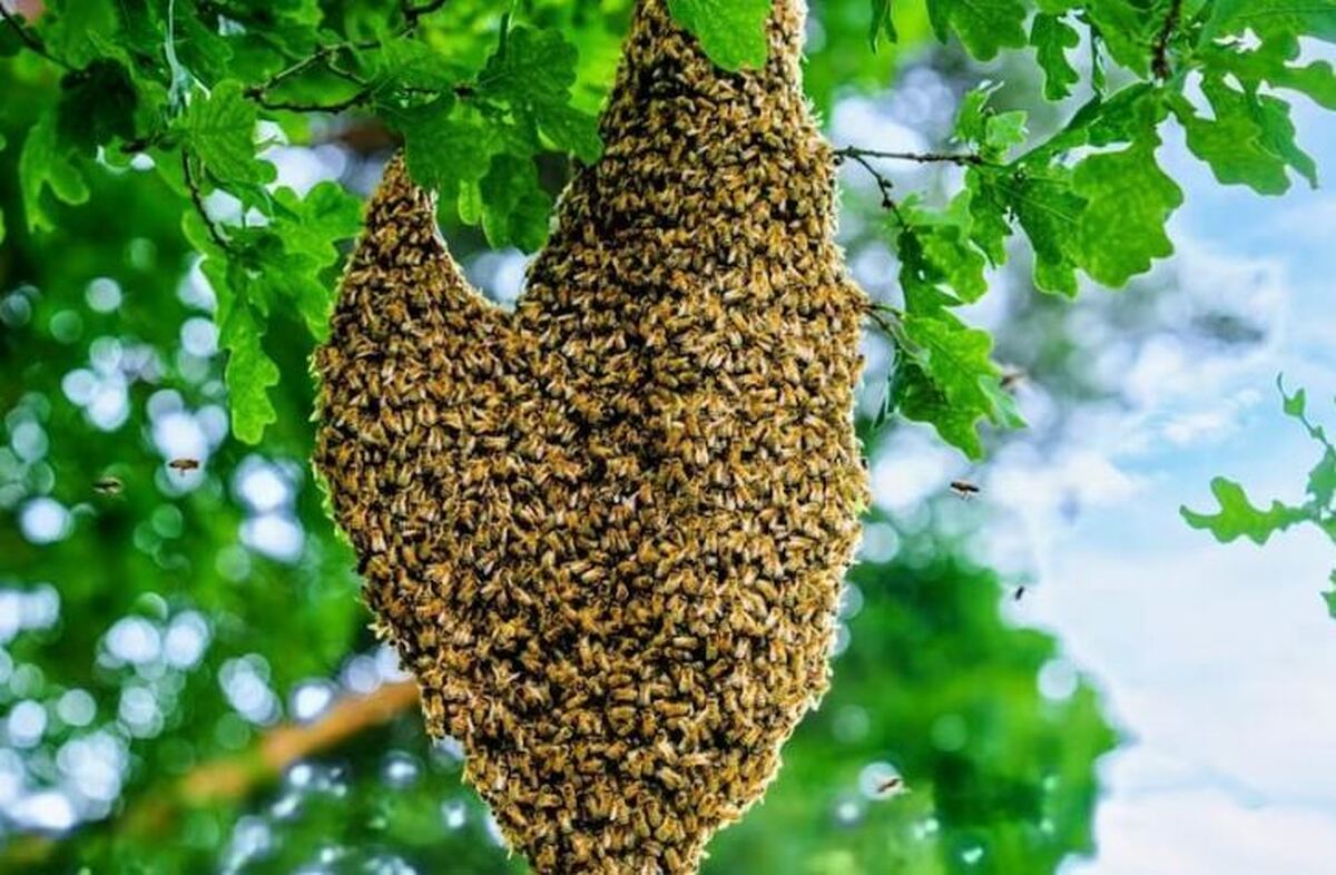 چند فکت درباره ویروس رایج در زنبور‌ها و پیامد‌های منفی آن‌ها