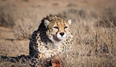 یوز آسیایی و چالش تابستانی در کریدور مرگ/ حیات وحش زیر چرخ خودرو‌ها