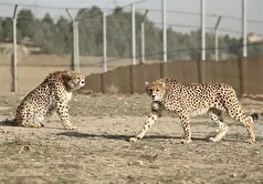 بازدید معاون رئیس جمهور از گذرگاه ایمن یوزپلنگ آسیایی در میامی