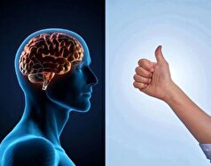 نتیجه تحقیقات جدید؛ هرچه شست بلند‌تر داشته باشید مغزتان بزرگ‌تر است!