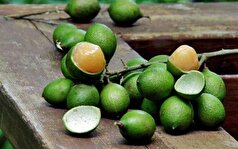 بررسی فواید لیمو ترش!