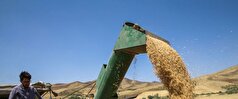 خرید تضمینی بیش از ۷۰۹ هزار تن گندم از کشاورزان