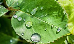 رهگیری سیگنال‌ها در برگ گیاهان برای تعادل غذا و آب