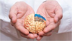 به کمک این خوراکی‌ها آلزایمر را دور بزنید