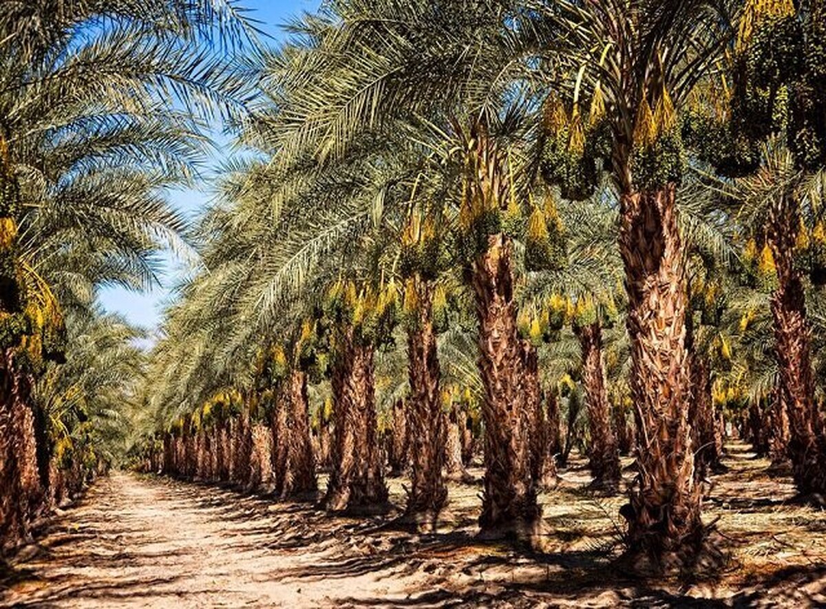 پیش‌بینی کاهش ۳۰ درصدی تولید خرما در خرمشهر