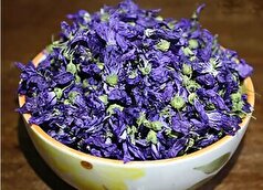 از خواص بی نظیر گل ختمی در درمان سرفه‌های آزار دهنده غافل نشوید