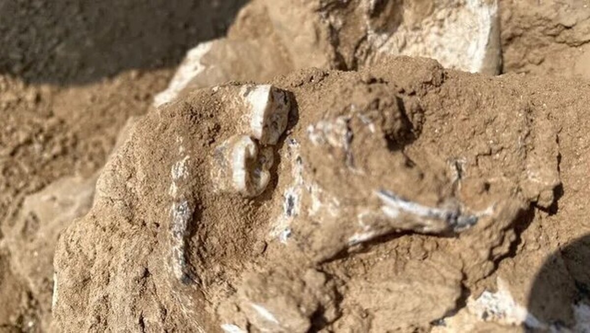 شواهدی از نخستین گروه‌های انسانی بیرون از آفریقا کشف شد!