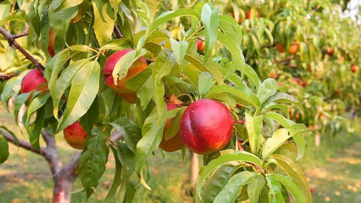 خواص شلیل برای زنان باردار!