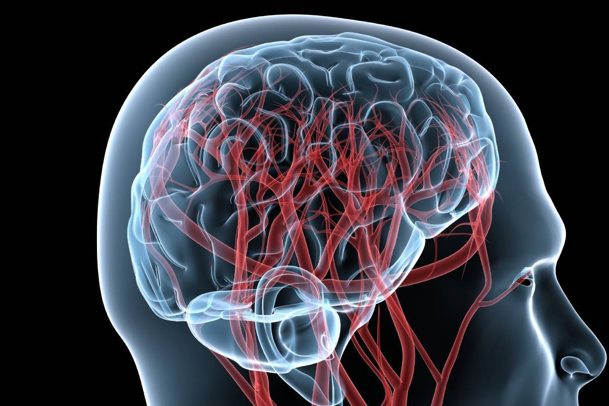 رژیم غذایی پرچرب با پیری سریع رگ‌های خونی مغز مرتبط است