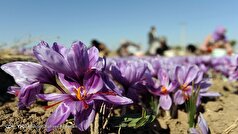 قیمت طلای سرخ ۱۵ درصد افزایش یافت