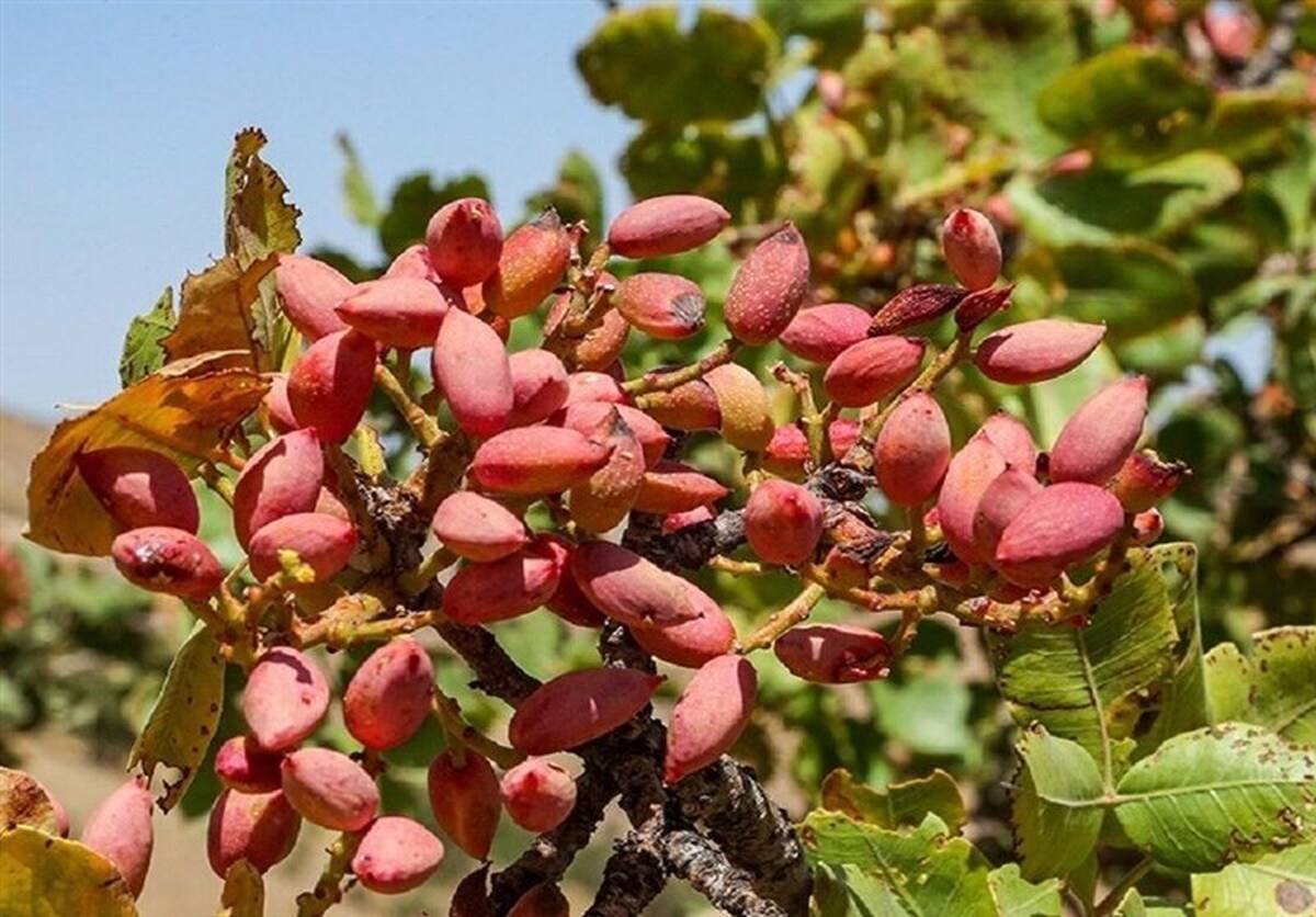 پیش‌بینی برداشت ۶۰ هزار تن پسته در یزد/افزایش ۳۰ درصدی تولید